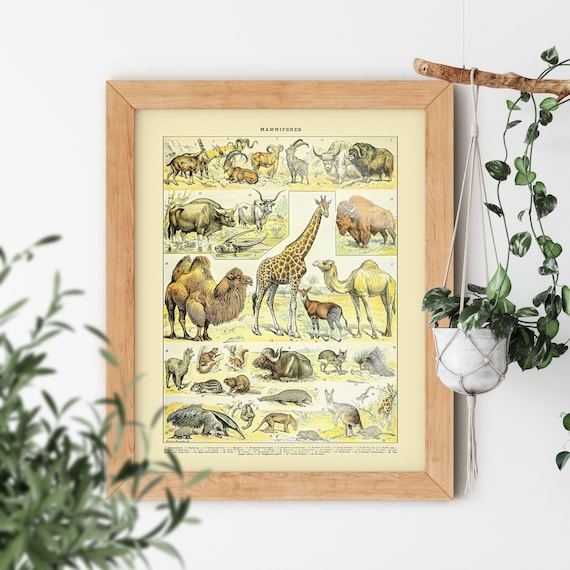 VINTAGE AESTHETIC Wild Zoo Animal Giraffe Lama Badger Camel