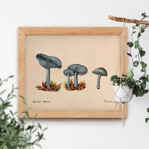 Toadstool Clitocybe Odora by Unknown 1887 Beautiful Simple Soft Cottagecore Mushroom Plant Antique Famous Retro Nature Aesthetic Painting image 1