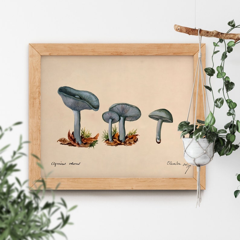 Toadstool Clitocybe Odora by Unknown 1887 Beautiful Simple Soft Cottagecore Mushroom Plant Antique Famous Retro Nature Aesthetic Painting image 1