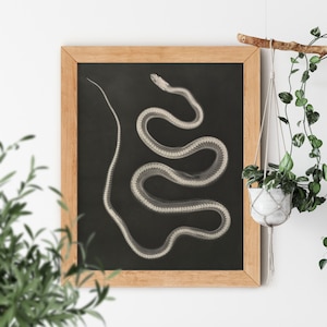 May include: A black and white x-ray image of a snake curled up in a frame. The snake's bones are visible in the image.
