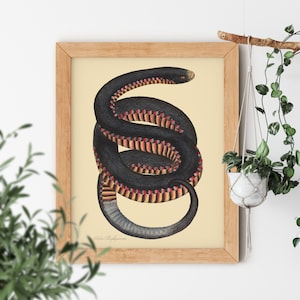 Crimson-Sided Snake Vintage Illustration by James Sowerby 1794 Famous Hand Drawn Reptile Gallery Artwork Small or Big