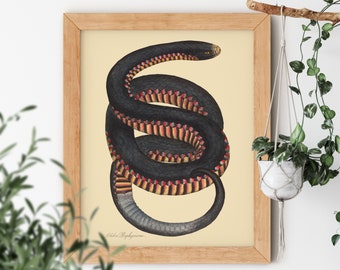 Crimson-Sided Snake Vintage Illustration by James Sowerby 1794 Famous Hand Drawn Reptile Gallery Artwork Small or Big