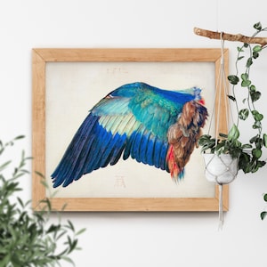 Wing of a Blue Roller by Albrecht Durer 1512 High Quality Science Biology Zoology Bird Anatomy Feathers Animals in Nature Famous Antique Art