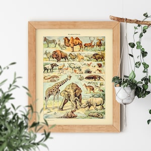 VINTAGE AESTHETIC Wild Animal Safari Giraffe Elephant Zoo Science Textbook Artwork Poster Adolphe Millot Room Decor Print  Inch