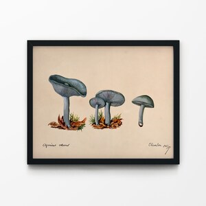 Toadstool Clitocybe Odora by Unknown 1887 Beautiful Simple Soft Cottagecore Mushroom Plant Antique Famous Retro Nature Aesthetic Painting image 3