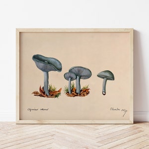 Toadstool Clitocybe Odora by Unknown 1887 Beautiful Simple Soft Cottagecore Mushroom Plant Antique Famous Retro Nature Aesthetic Painting image 8