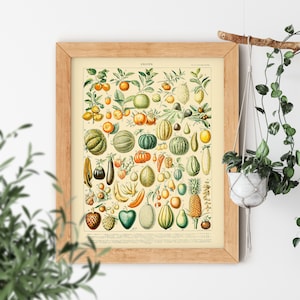 Fruit Art, Vintage Posters, Cottagecore Decor, Garden Chart Design, Kitchen Art, Autumn Harvest Painting, Adolphe Millot Prints - Fruits I