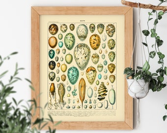 VINTAGE AESTHETIC Eggs Reptile Bird Colorful Bright Coloring Science Textbook Artwork Poster Adolphe Millot Room Decor Print  Inch