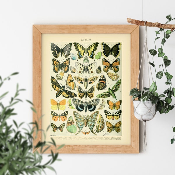 Mariposas monarca de Adolphe Millot, 1857-1921, estilo Cottagecore, pintura estética de la naturaleza, polillas, mariposas monarca, arte vintage