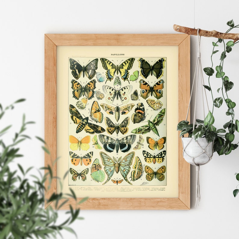 VINTAGE AESTHETIC Papillions Butterfly Monarch Moth Old Bug Science Textbook Artwork Poster Adolphe Millot Room Decor Simple Design Print 