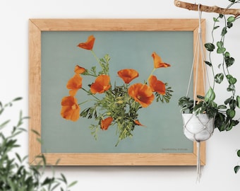 Puede incluir: Una impresión enmarcada de un ramo de amapolas de California naranjas sobre un fondo azul claro. El texto "CALIFORNIA POPPIES" está impreso en la esquina inferior derecha de la impresión.
