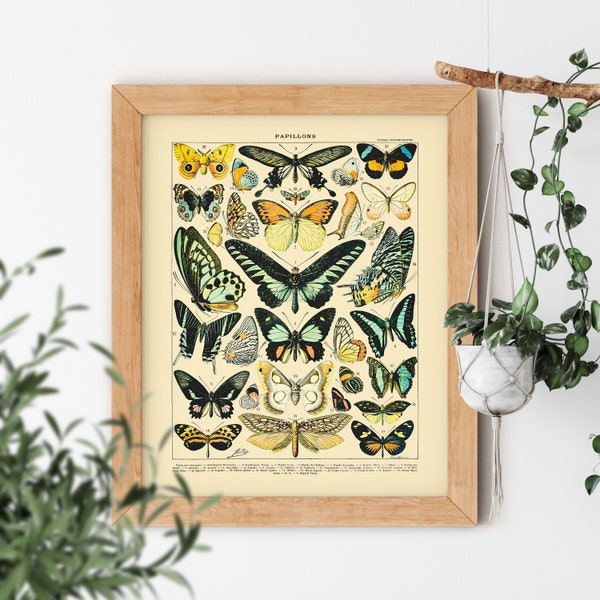 Mariposas de Adolphe Millot 1857-1921 Pósteres antiguos de mariposas Decoración cottagecore Pinturas de la naturaleza Polilla - Arte antiguo