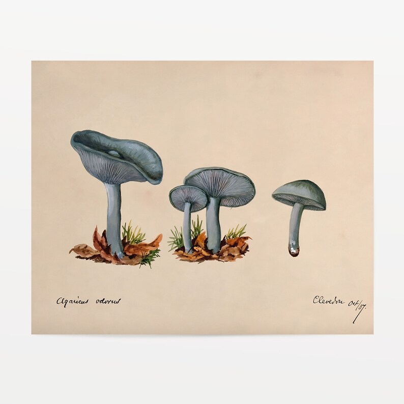 Toadstool Clitocybe Odora by Unknown 1887 Beautiful Simple Soft Cottagecore Mushroom Plant Antique Famous Retro Nature Aesthetic Painting image 4