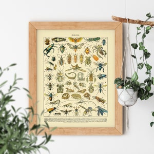May include: A vintage illustrated chart of insects with labels and numbers. The chart features a variety of insects, including beetles, butterflies, moths, and flies. The insects are depicted in their natural colors and are arranged in a grid pattern. The chart is titled "Insectes" and is printed on a cream-colored background.