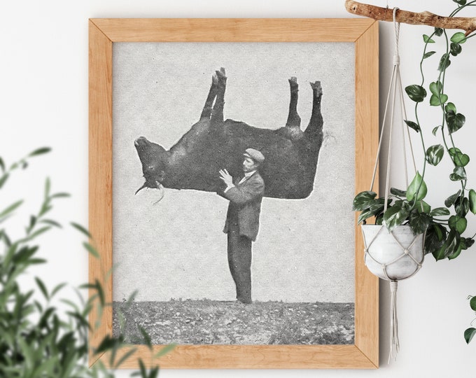 Shouldering the Imitation Ox Vintage Photography by Richard Kearton 1909 Famous Humor Silly Comedy Artwork Small or Big