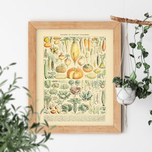 Arte de calabazas, carteles antiguos, decoración cottagecore, diseño de hortalizas para el jardín, arte de cocina, pintura otoñal, grabados de Adolphe Millot - Legumbres II