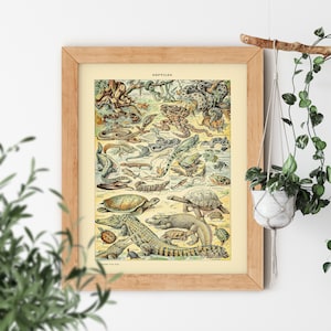 VINTAGE AESTHETIC Reptile Snake Crocodile Alligator Frog Old Science Textbook Artwork Poster Adolphe Millot Room Decor Print