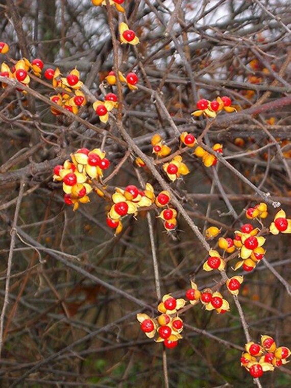 Oriental Bittersweet Seeds, 15 Celastrus orbiculatus Seeds