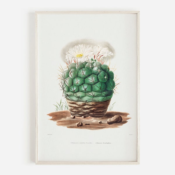 Echino Cactus Print, Botanical Illustration, Cactus Printable, Vintage Drawing, Desert Cactus Print, California Cacti, White Floral Cactus