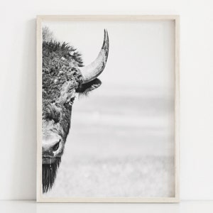 Buffalo Art Bison Prints Rustic Cabin Art Farmhouse Printable Western Bison Wall Art Cow In Field Bison Photography Farmhouse Large Poster