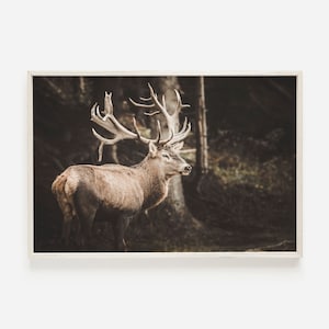 Stag Wall Art, Nature Photography, Wild Deer Print, Rustic Home Decor, Forest Animal Poster, Deer Printable, Stag Photo, Horizontal Deer Art