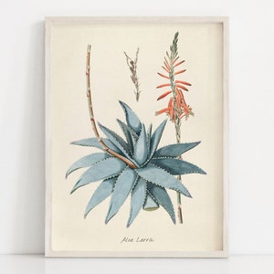 Aloe Lerra Botanical Print Vintage Lithograph Digital Art Desert Plant Botanical Prints Aloe Botanical Art Print Aloe Wall Art Aloe Decor
