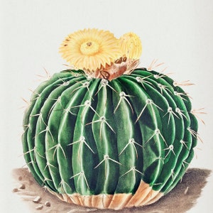 Parodia Sellowii, Yellow Flower Cactus, Boho Wall Decor, Cacti Digital Art, Botanical Printable, Cactus Drawing, Vintage Illustration image 6