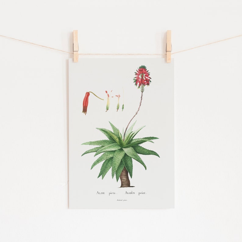 Fan Aloe Art Print Aloe Poster Aloe Printable Aloe Wall | Etsy