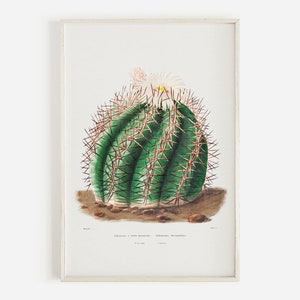 Turks Head Kaktus Print, Vintage Sukkulenten, Fass Kaktus Zeichnung, Boho Kaktus Poster, Kalifornien Pflanzenwelt, Botanische Illustration
