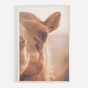 Camel Profile Wall Art, Egyptian Camel Wall Art, Digital Download, Desert Animal Wall Art, Camel Print, Boho Wall Art, Camel Photography
