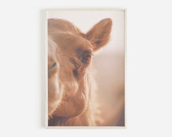 Profilo cammello Wall Art, Egyptian Camel Wall Art, Download digitale, Desert Animal Wall Art, Stampa cammello, Boho Wall Art, Fotografia cammello