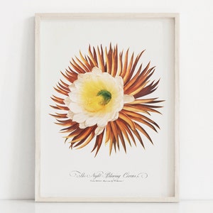 Vintage Kaktus Poster Vintage Botanischer Druck Vintage Sukkulenten Poster Kaktus Druck Kaktus Kunst Instant Download Lithografie Southwestern