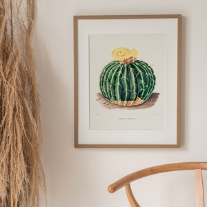 Parodia Sellowii, Yellow Flower Cactus, Boho Wall Decor, Cacti Digital Art, Botanical Printable, Cactus Drawing, Vintage Illustration image 4