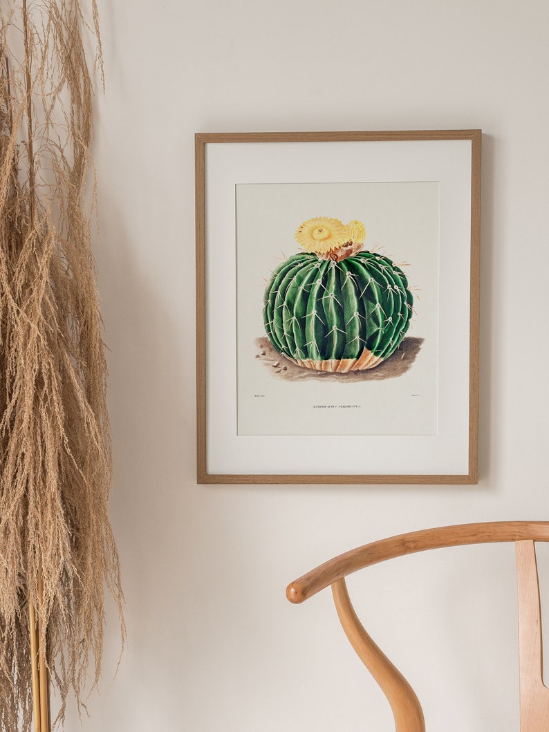 Parodia Sellowii, Yellow Flower Cactus, Boho Wall Decor, Cacti Digital Art, Botanical Printable, Cactus Drawing, Vintage Illustration image 4