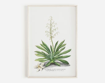 May include: Botanical print of a Yucca plant with long green leaves and a tall stem of white flowers. A single white flower is at the base. The print is in a white frame.