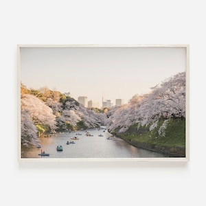 Washington DC Cherry Blossoms, Tidal Basin Scenery, Cherry Blossom Landscape, Cherry Blossom Trees, Washington DC Photography, Flowering Art