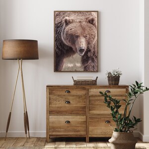 Puede incluir: Un oso pardo con una vista de cerca de su cara, mirando directamente a la c&aacute;mara. El oso est&aacute; en un entorno natural con un fondo borroso.