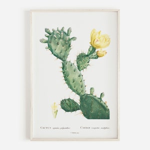 Stachelige Birne Kaktus Druck, saftig Druck, südwestlichen Dekor, Vintage botanische Kaktus Blume Poster, Vintage digital herunterladbare Kaktus