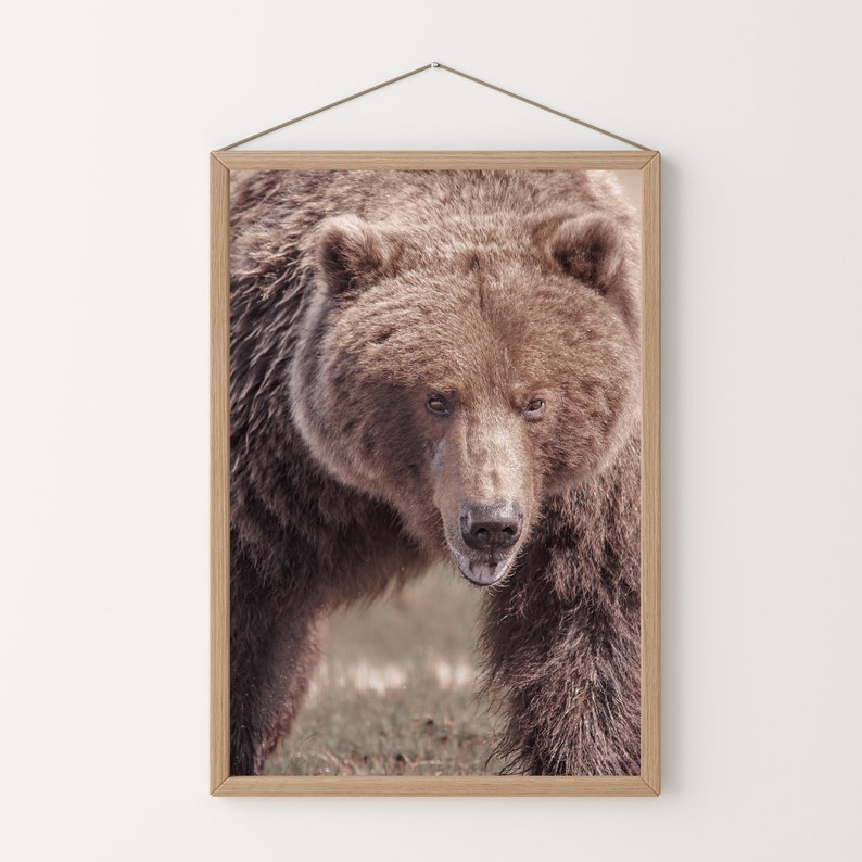 Puede incluir: Un primer plano de la cara de un oso pardo, mirando directamente a la c&aacute;mara. El oso tiene un pelaje grueso y una nariz oscura. El fondo est&aacute; desenfocado, lo que sugiere un entorno natural.