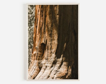Redwood Tree Photo, California Redwoods, Nature Prints, Rustic Home Decor, California Forest Photo, Redwood Forest Wall Art, Large Poster