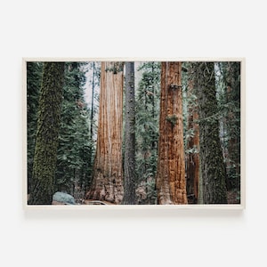 Redwood Forest Print, Nature Photography, California Redwood Trees, Pacific Northwest Wall Art, Redwood Tree Print, California Forest Print