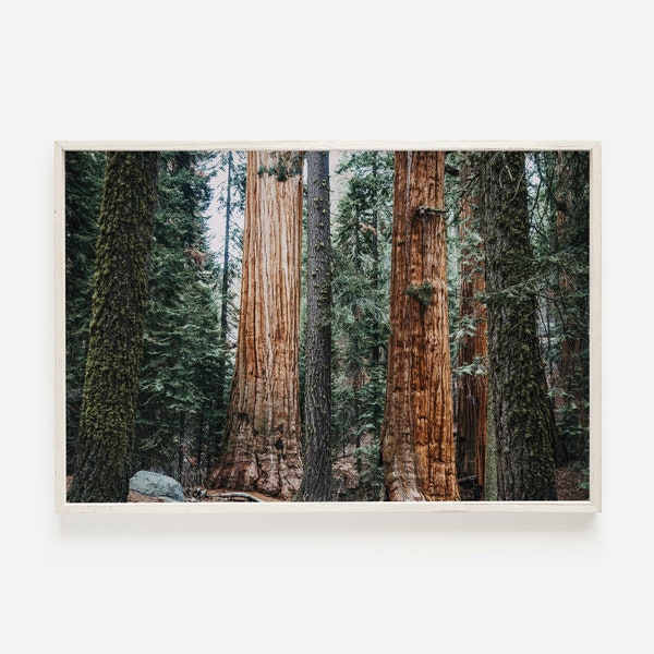 Redwood Forest Print, natuurfotografie, California Redwood Bomen, Pacific Northwest Wall Art, Redwood Tree Print, California Forest Print