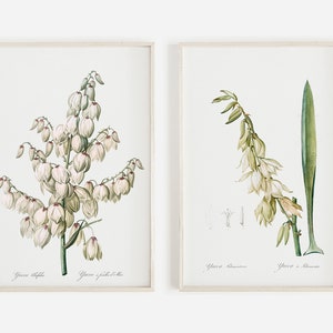 Desert Yucca Print Set, Boho Digital Print, California Cactus, Desert Cactus Art, Agave Succulent, Cactus Illustration, 2 Piece Print Set