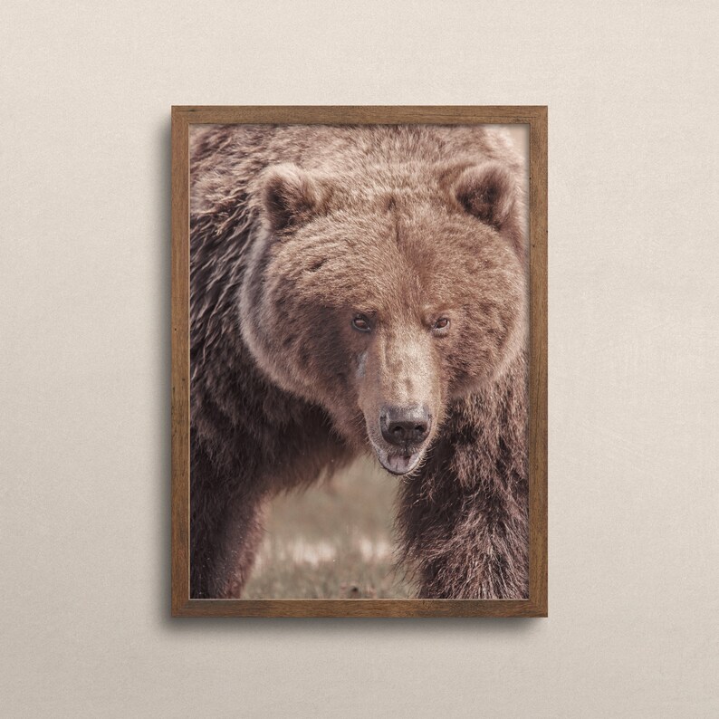 Puede incluir: Un retrato de cerca de un oso pardo con una expresi&oacute;n seria. El pelaje del oso es grueso y peludo, y sus ojos son oscuros e intensos. El fondo est&aacute; borroso y desenfocado.
