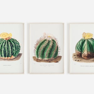 3 Piece Cactus Print Set, Vintage Digital Cactus, Cactus Flower Wall Art, Yellow Barrel Cactus, Arizona Cactus Art, Set of 3 Cactus Prints