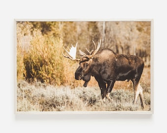 NATURE + WILDLIFE