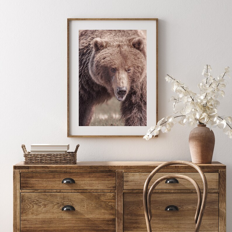 Puede incluir: Una fotograf&iacute;a enmarcada de un oso pardo mirando directamente a la c&aacute;mara. El oso se encuentra en un entorno natural con un fondo borroso.