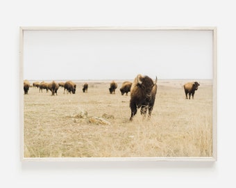 Puede incluir: Impresión enmarcada que muestra una manada de bisontes en un campo. Los bisontes son marrones y negros, algunos pastando y otros de pie. El campo es seco y dorado, con un cielo nublado en el fondo.
