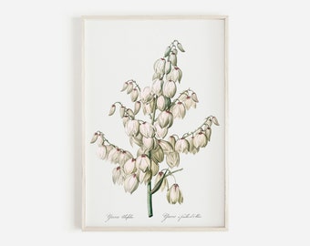May include: A vintage botanical illustration of a white yucca flower with green stems. The image is framed and includes the text "Yucca filamentosa" and "Yucca filamentosa f. alba".