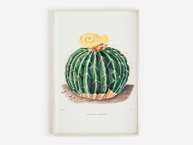 Parodia Sellowii, Yellow Flower Cactus, Boho Wall Decor, Cacti Digital Art, Botanical Printable, Cactus Drawing, Vintage Illustration image 1